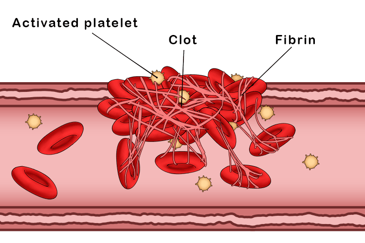 Platelets are the smallest type of blood cell and play a crucial role in stopping the flow of blood from a cut. Unlike white blood cells, platelets don't have a nucleus because they're not complete cells but rather cell fragments that have broken off from